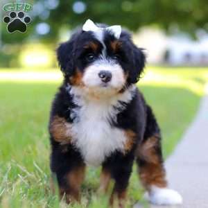 Indy, Mini Bernedoodle Puppy